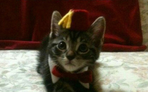funny-fun-lol-cats-wearing-fez-pics-images-photos-pictures-bajiroo-6